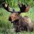 majestic_moose