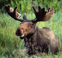 majestic_moose