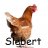 Slebert